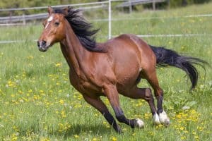 How Fast Can A Horse Run