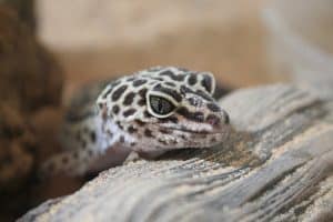 Do Leopard Geckos Bite?
