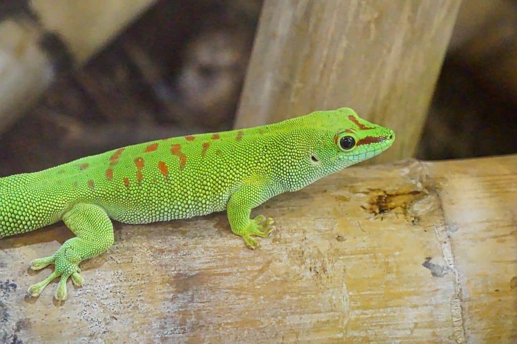 What Do Geckos Eat?