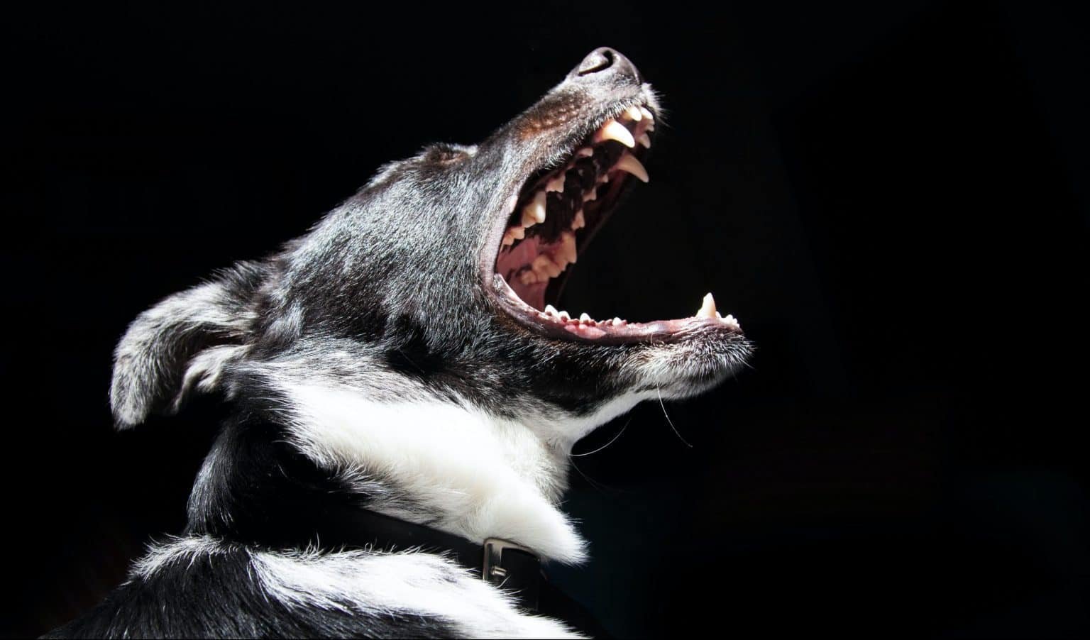 Why Do Dogs Bark At Nothing? Causes & Ways To Reduce It. Pets Hopes