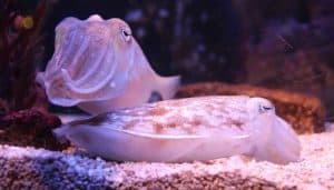 True Facts About The Cuttlefish