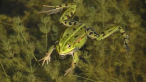 Can-Frog-Breathe-Underwater
