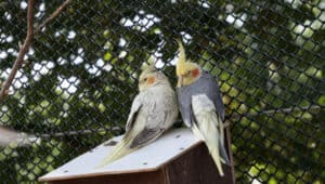 Cockatiel-Moulting-Everything-You-Need-To-Know
