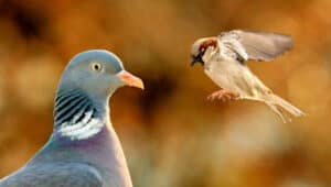 Do-Pigeons-Eat-Other-Birds