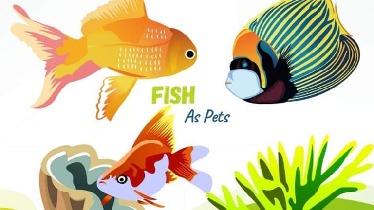 Fish As Pets