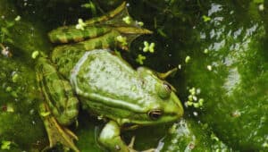 Frog-Lifespan-–-How-Long-Do-Frog-Live-1