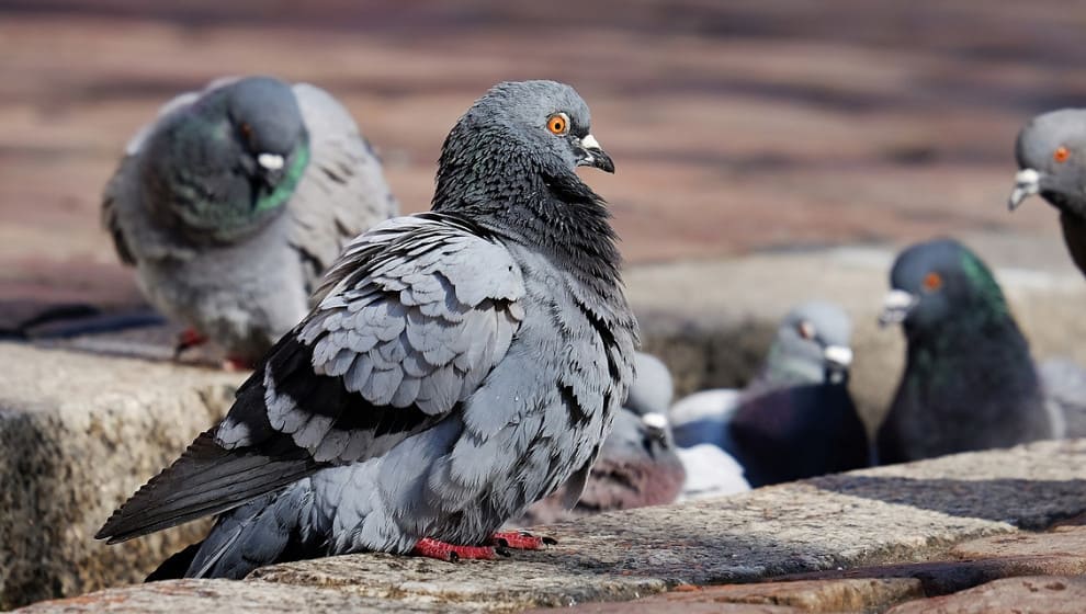 Pigeons-Lifespan-How-Long-Do-Pigeons-Live