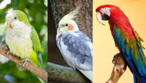 Types-Of-Parakeet-A-Complete-Guide