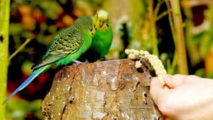 What-Do-Parakeets-Eat
