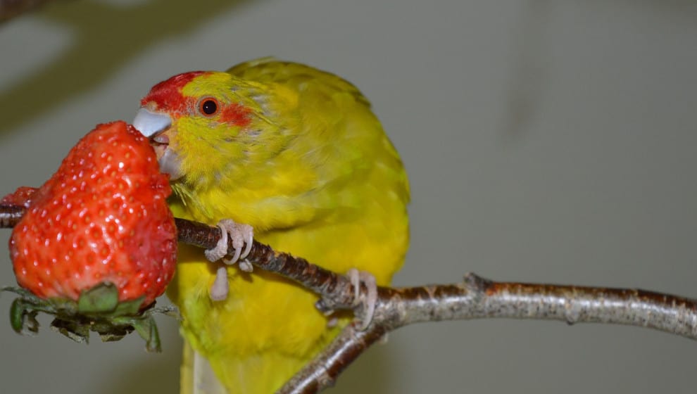 Can-Parakeets-Eat-Strawberries-Everything-You-Need-To-Know-1