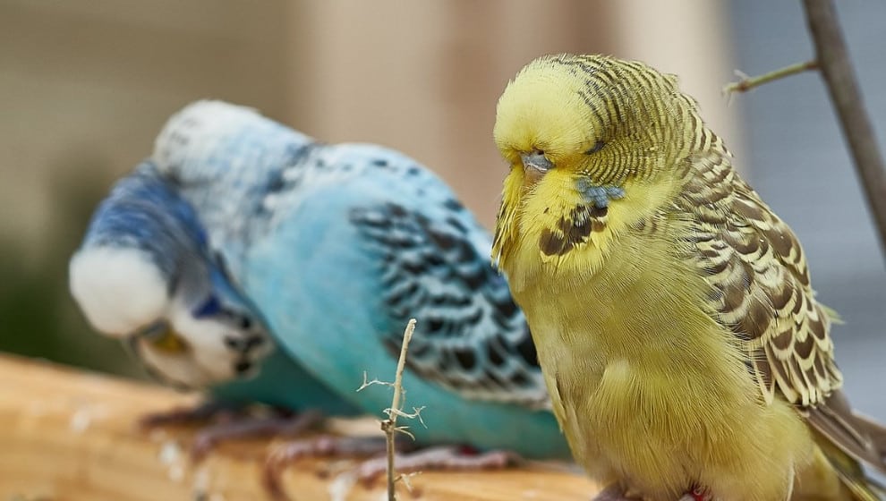 Common-Parakeet-Diseases-Every-Parakeet-Owner-Should-Know-About