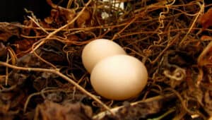 How-To-Make-Pigeon-Lay-Eggs-Faster