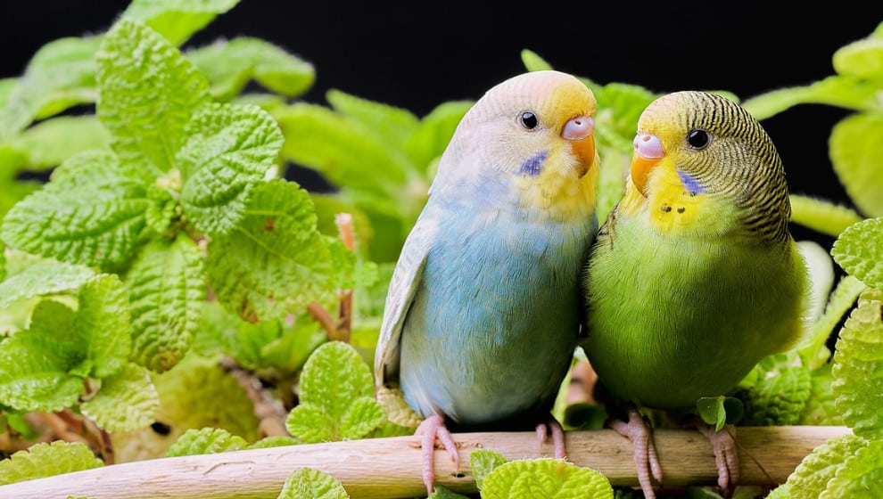 Parakeet-Puffed-Up-Why-What-Does-It-Mean